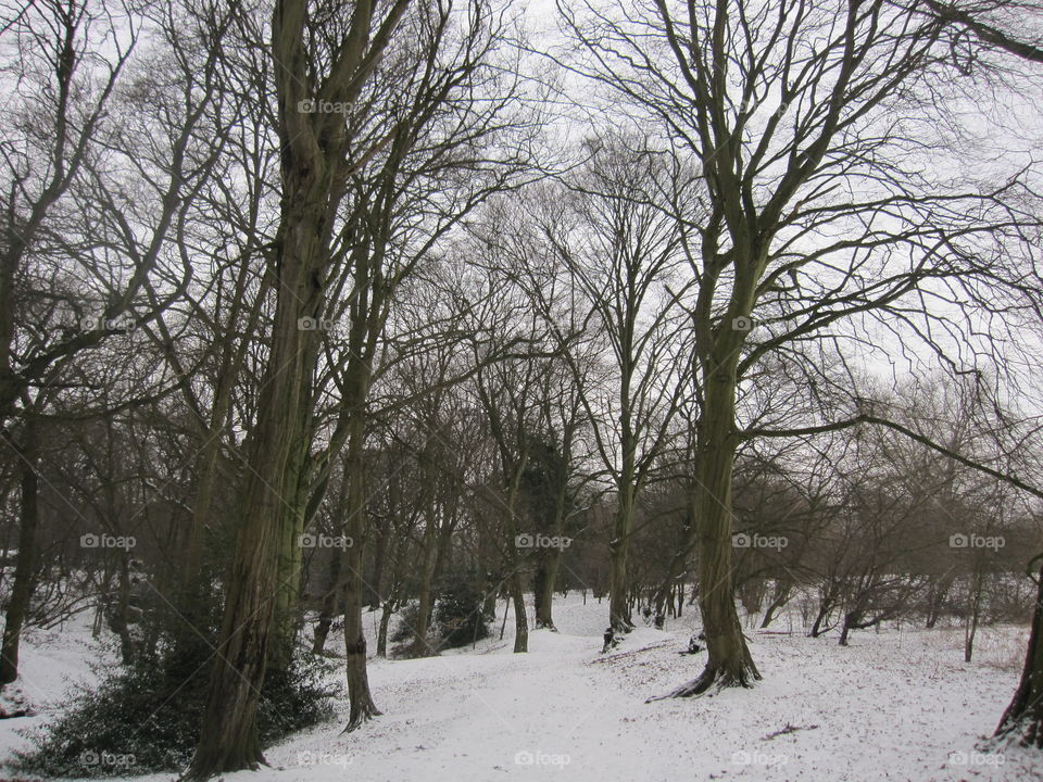 Trees In The Snow