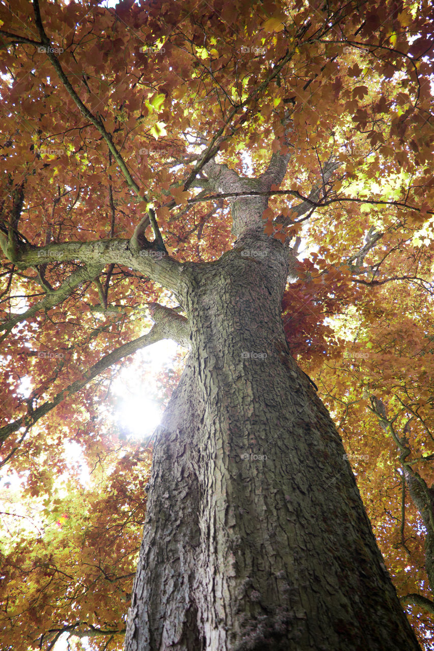 Tree, Wood, Leaf, Fall, Nature
