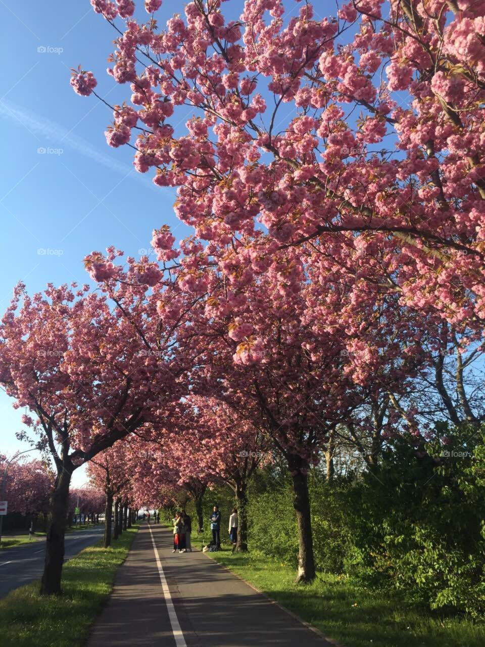 Spring flowers 