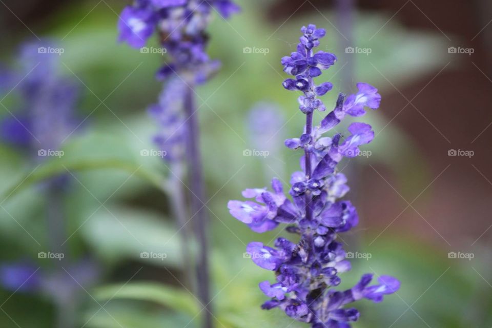 Ajuga in Bloom