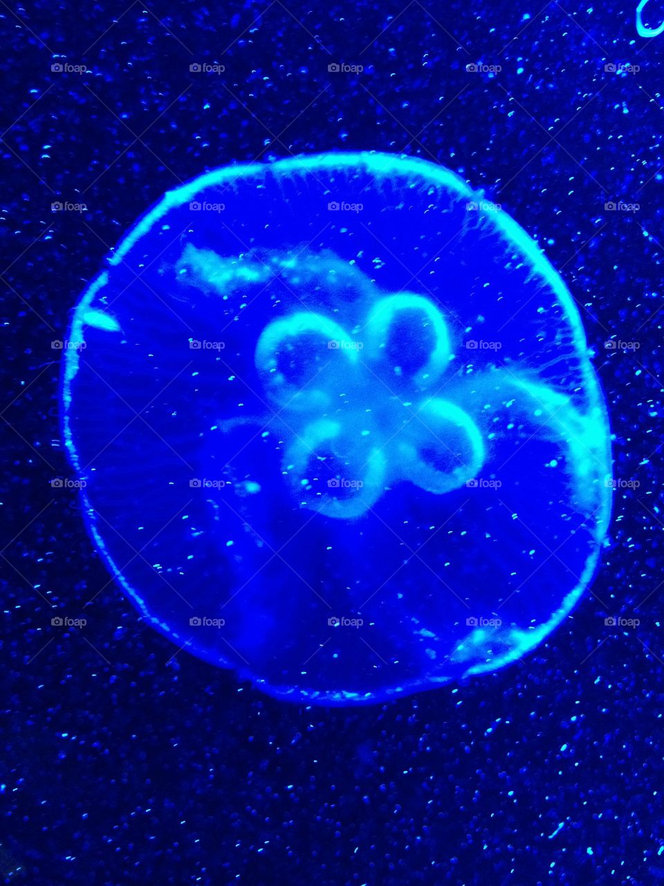 Jellyfish. Jellyfish in uv light