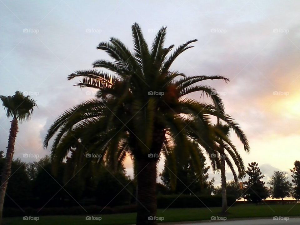 PALM LIT FROM BEHIND