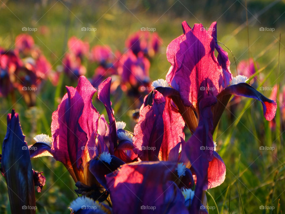 Wonderful flowers