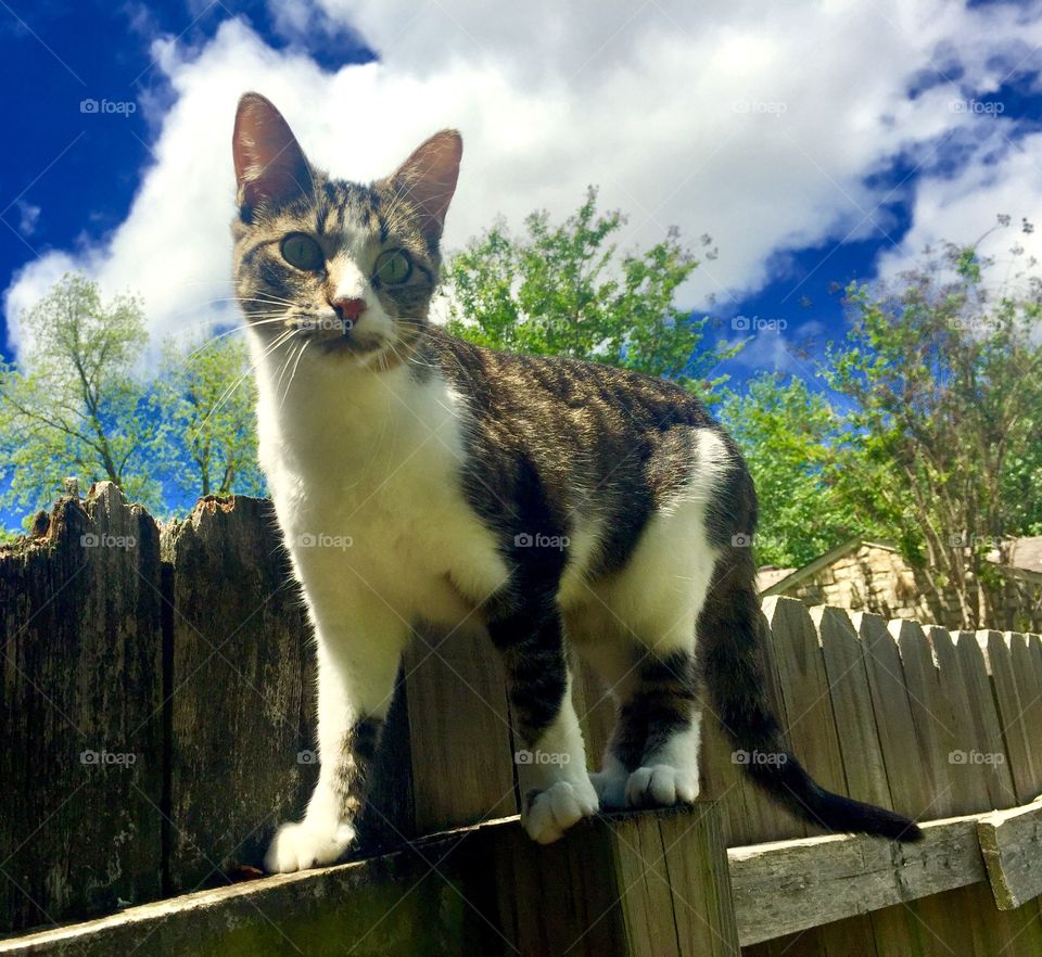 Fence Cat