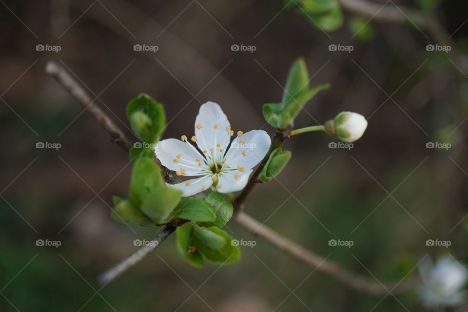 Apple blossom flower and little apple bud just waiting to burst open .. March 2019