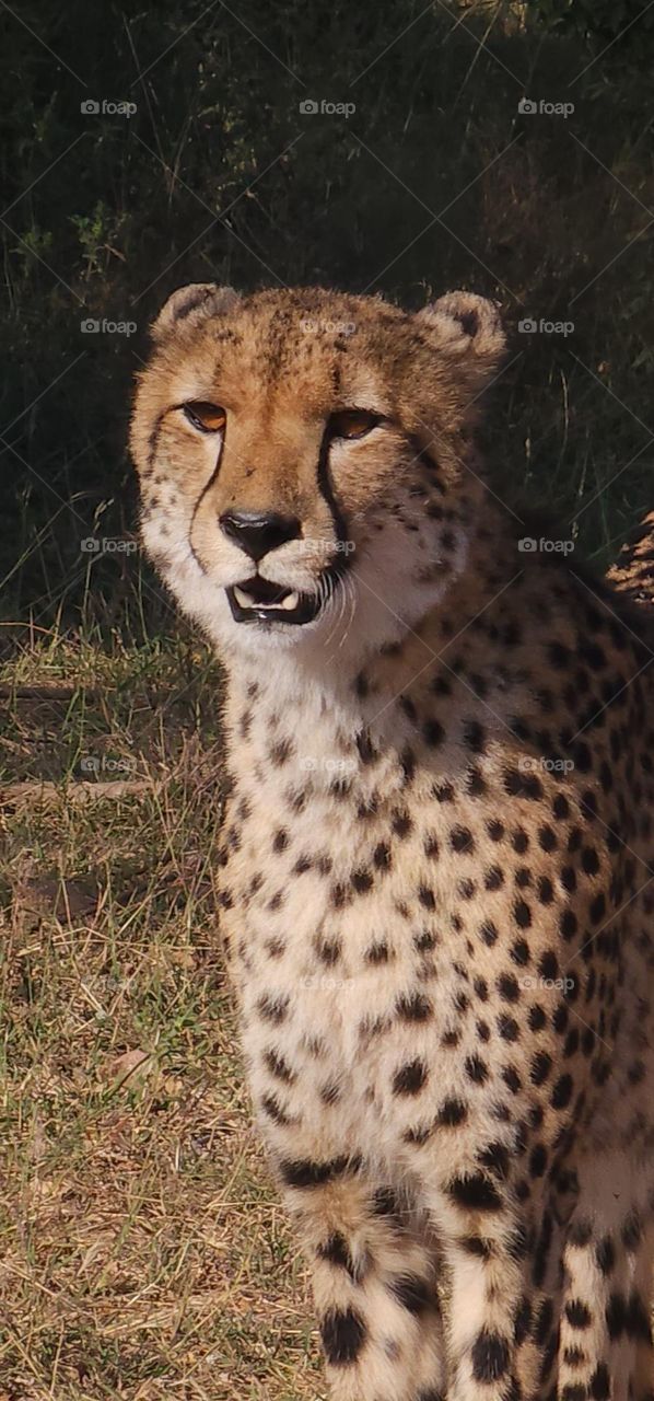 Cheetah close up