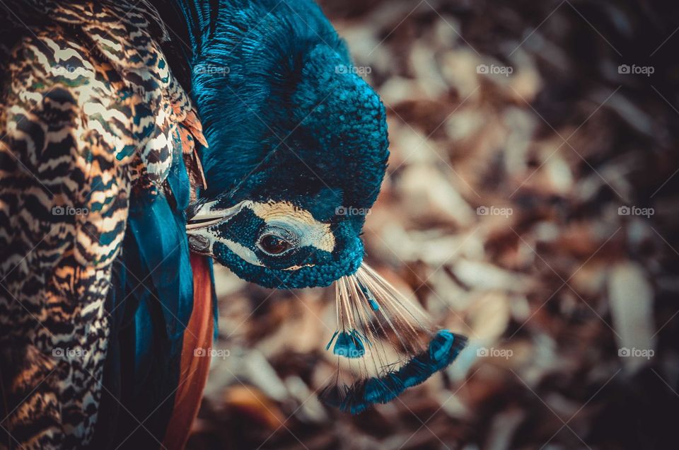 Close-up of peacock