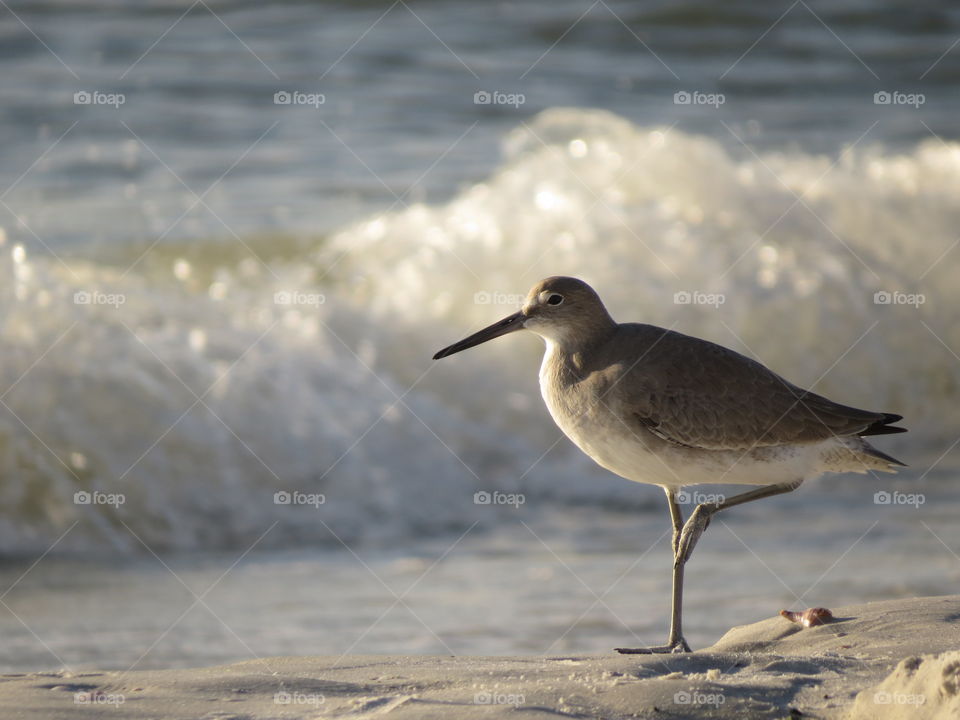 Fort Myers Beach bird