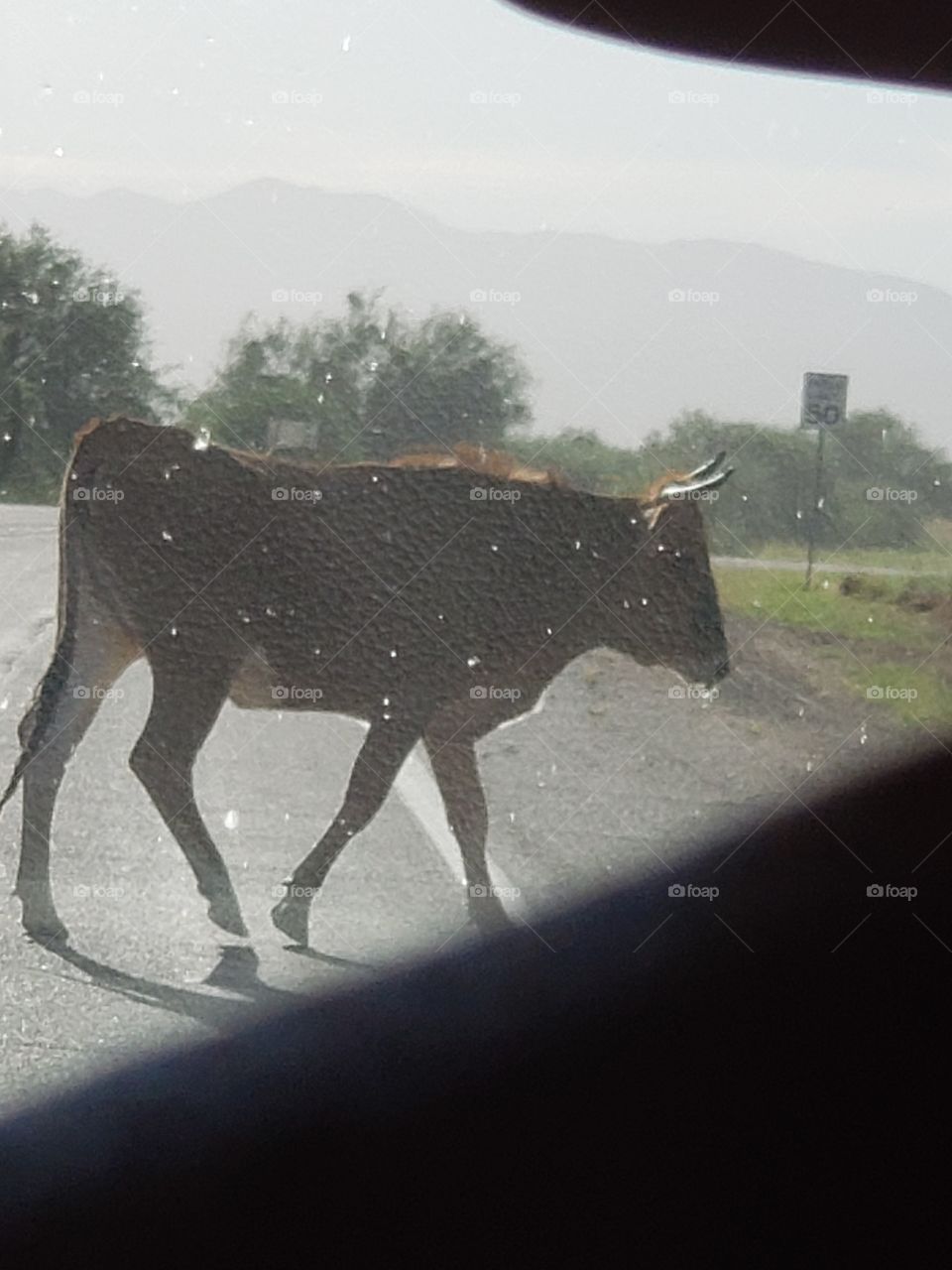 cow crossing in front of us