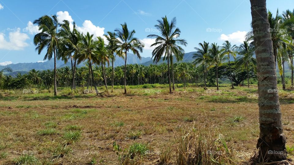 Palm Tree Farm. A palm tree farm in Mokuleia on Oahu, Hawaii's North Shore.