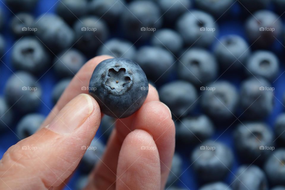 blueberry in the female hand close up
