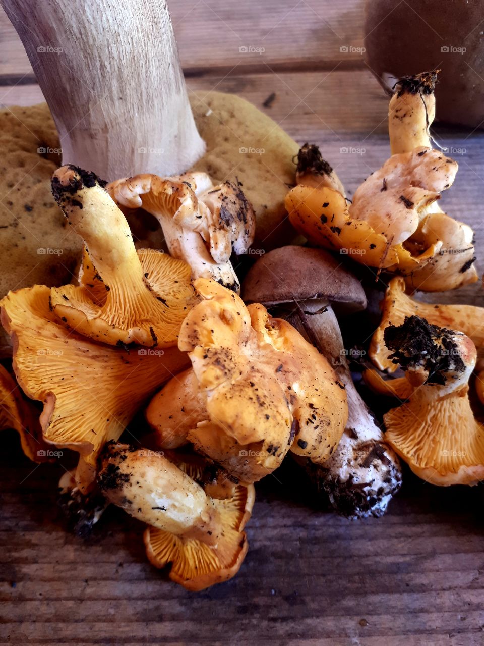 Chantarelle and boletus (lisičarke i vrganji)