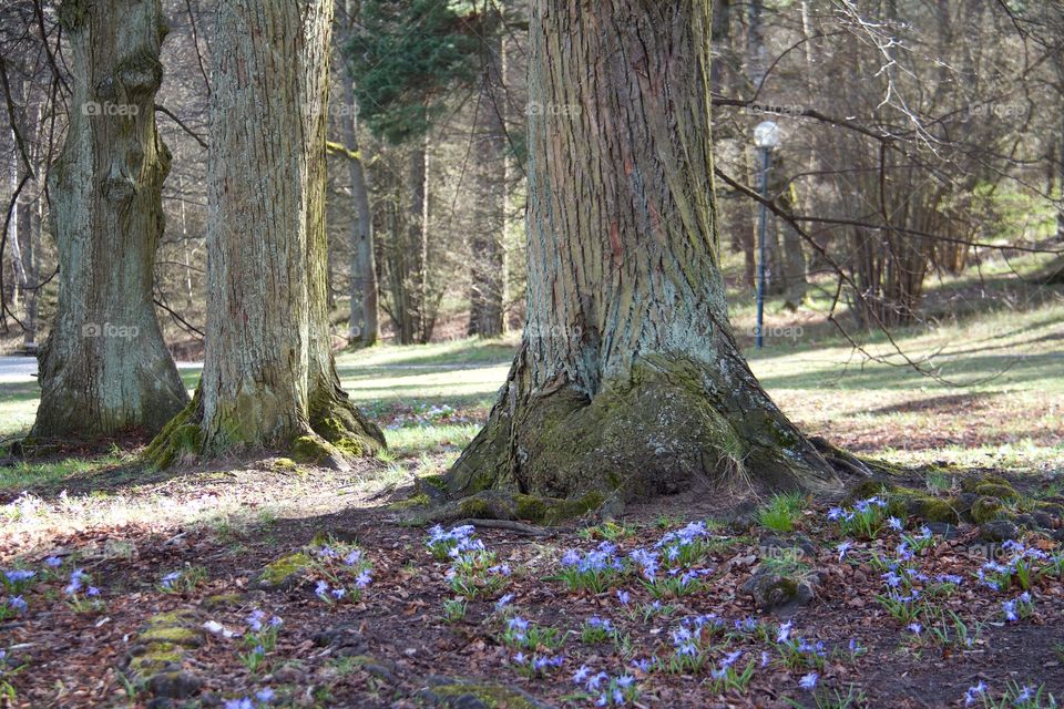 Spring in the forest. Spring in the forest 