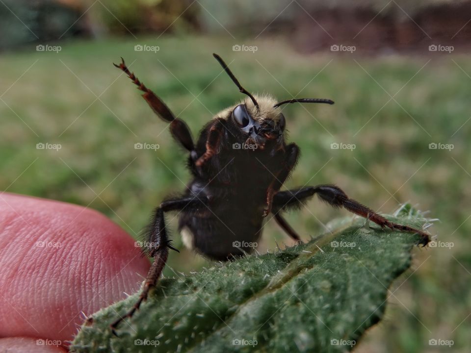 Close-up of bee