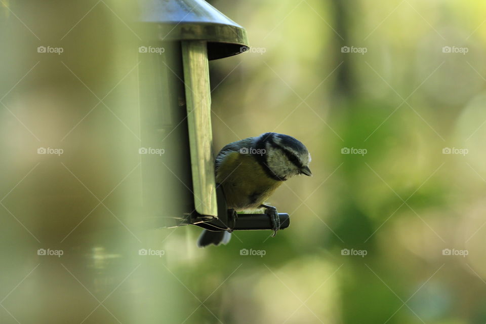 Juvenile blue tit perched on bird feeder