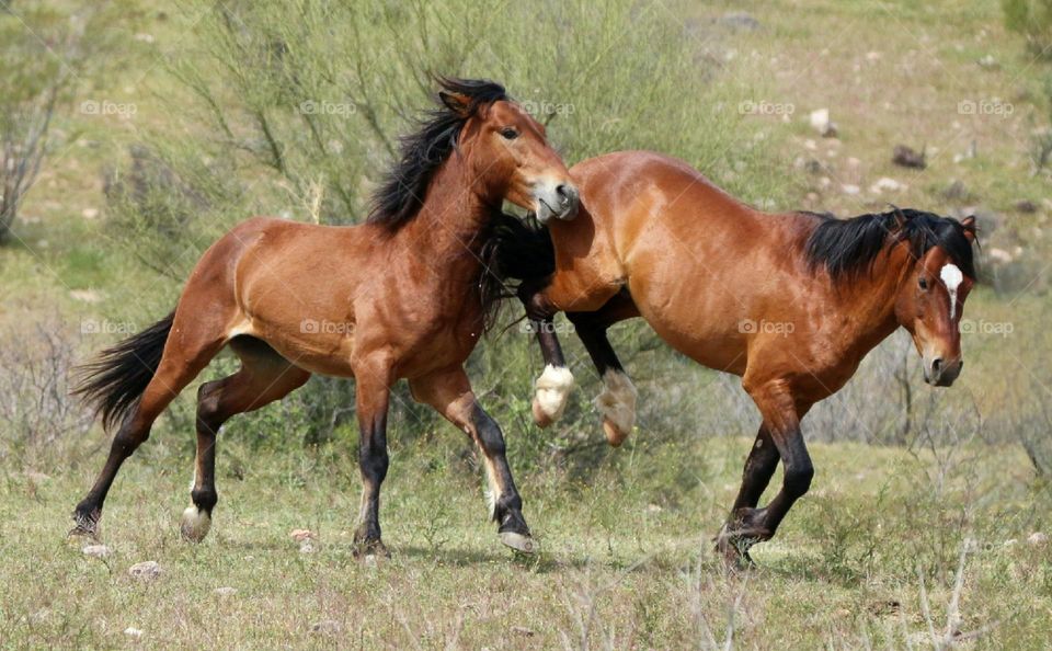 Wild Stallions Sparring in Desert