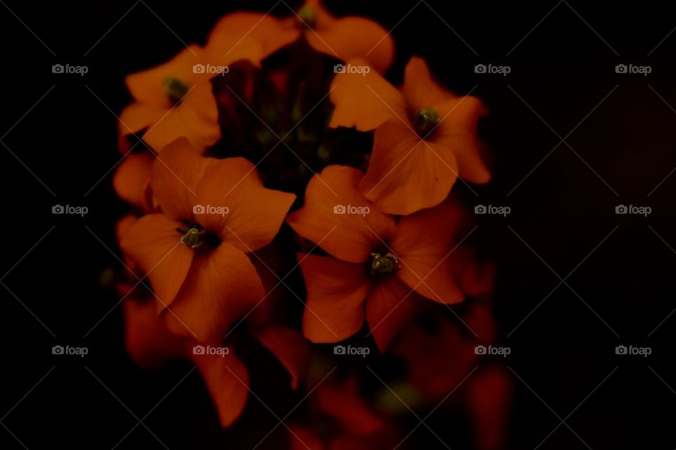 Orange flower, black background 