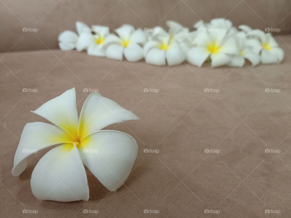 Beautiful Plumeria