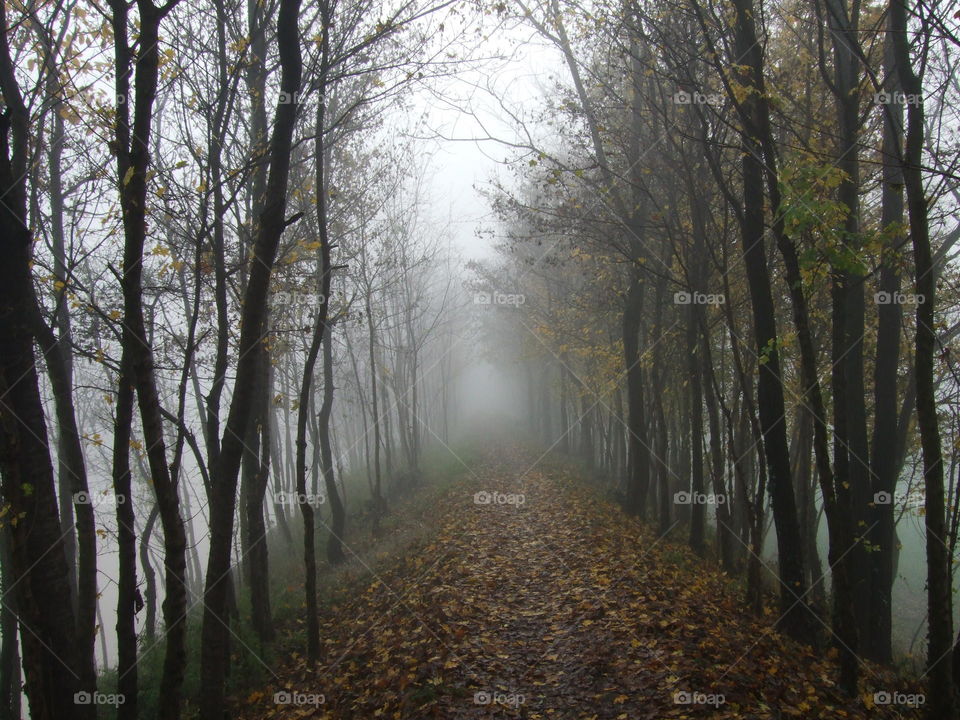 fall along the bank of the creek