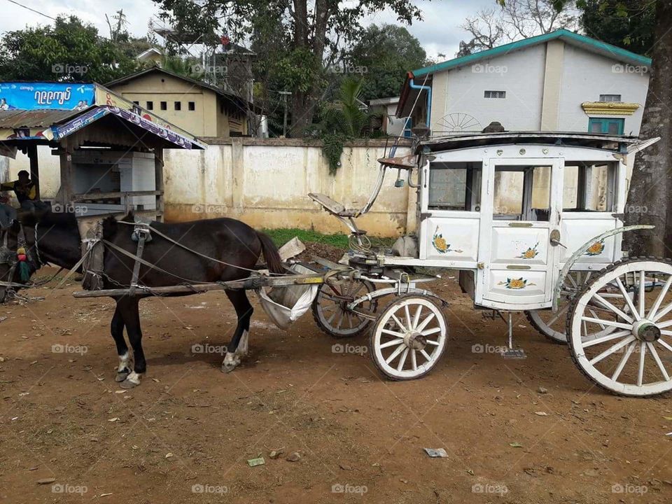 Horse Cart in Myanmar