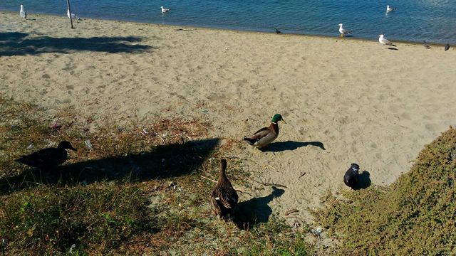 A couple of male and female mallards, a black pigeon and some seagulls walking on Chiaia beach on the Italian island of Ischia