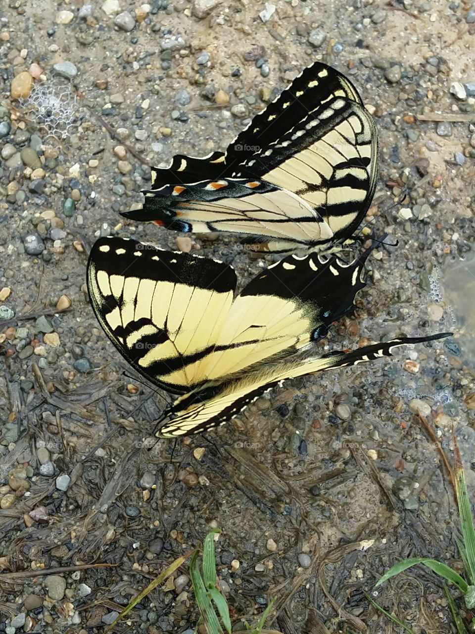 yellow black blue swallowtail ground pair