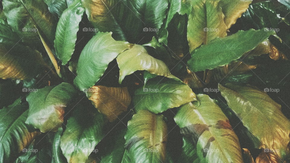 leaf everywhere