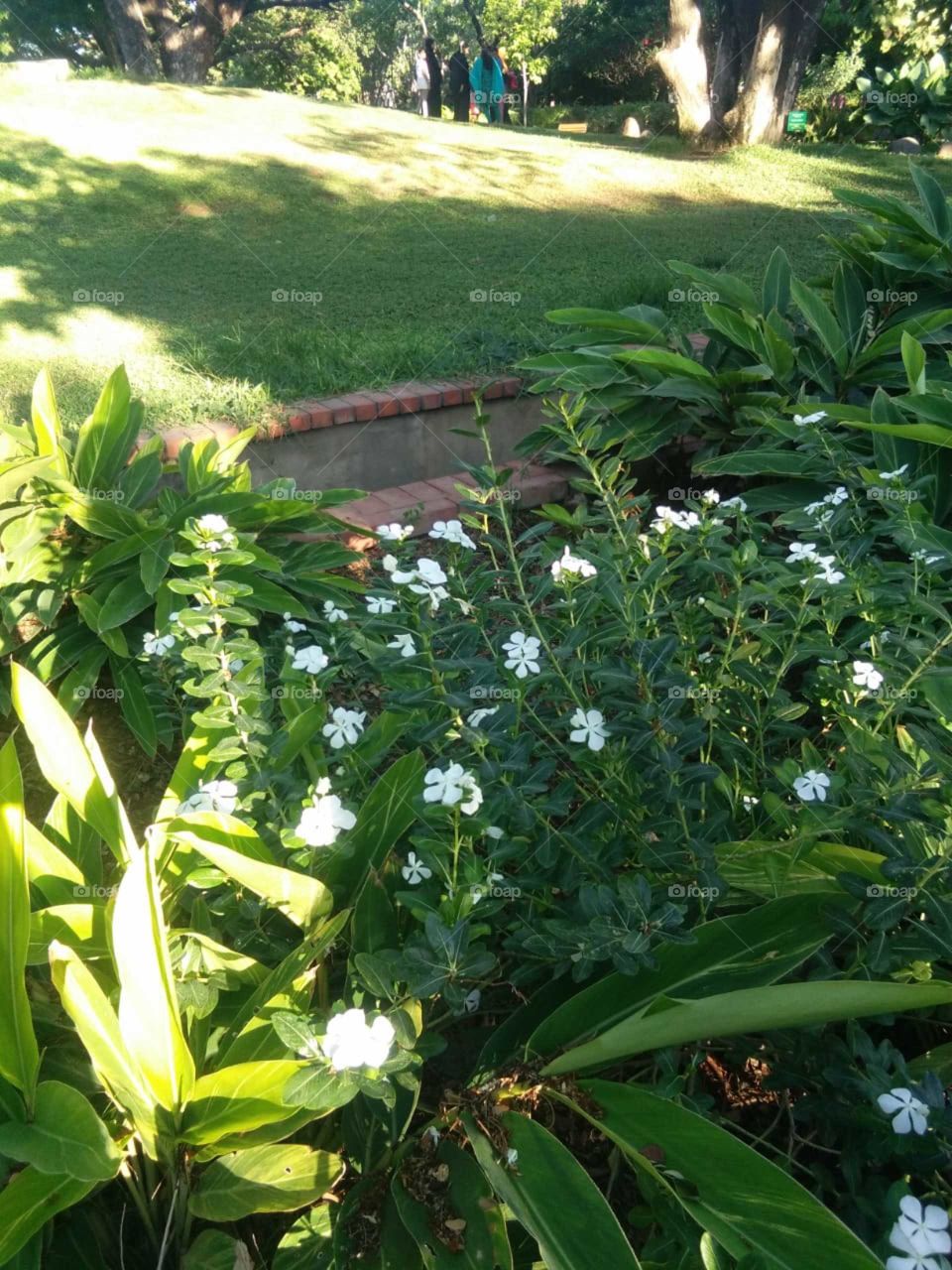 white flowers..