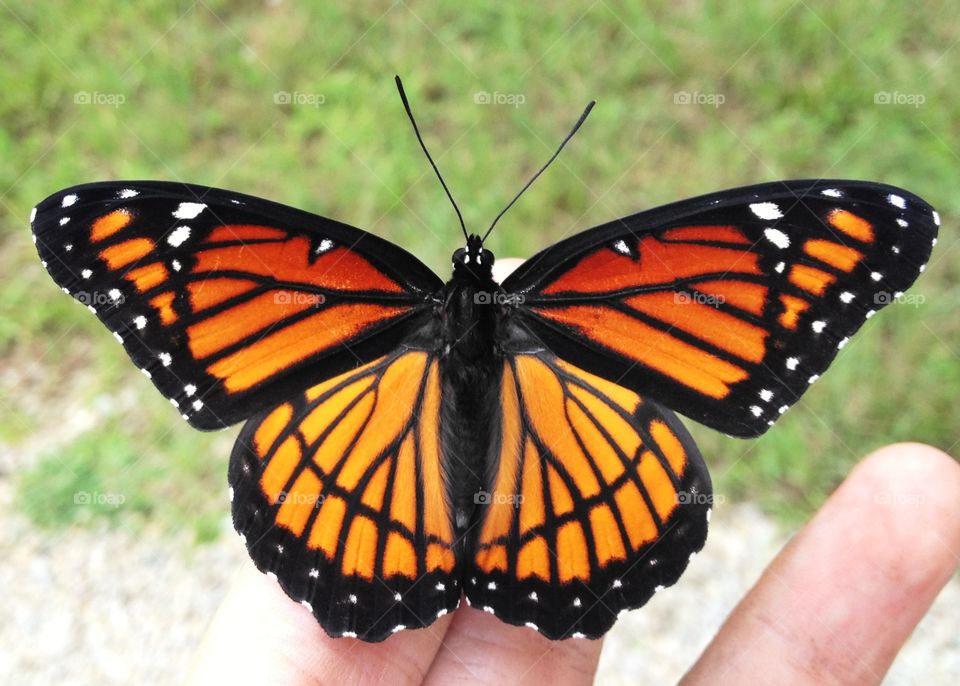 Viceroy Butterfly