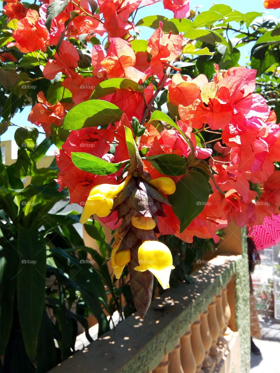 bougainvillea  mixed with yellow blooms