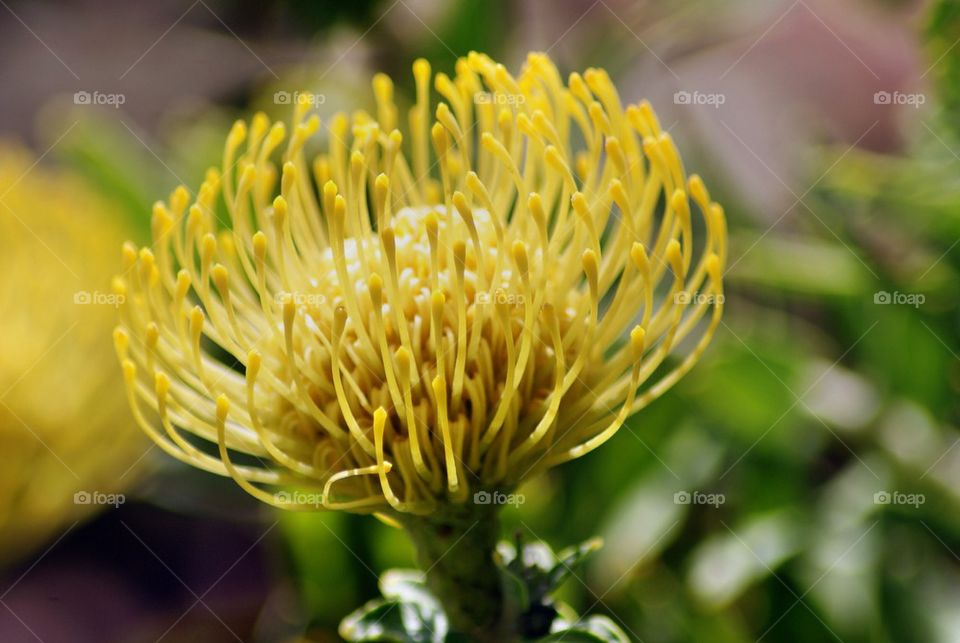 Yellow Pincushion flowers