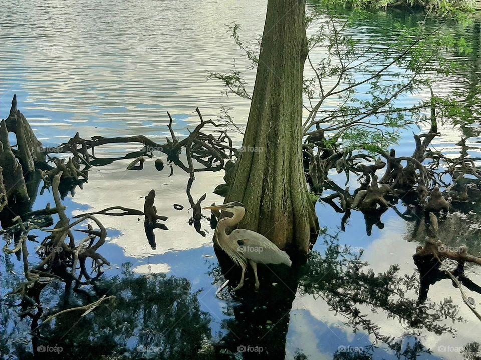 Heron seeking food in the marshes.