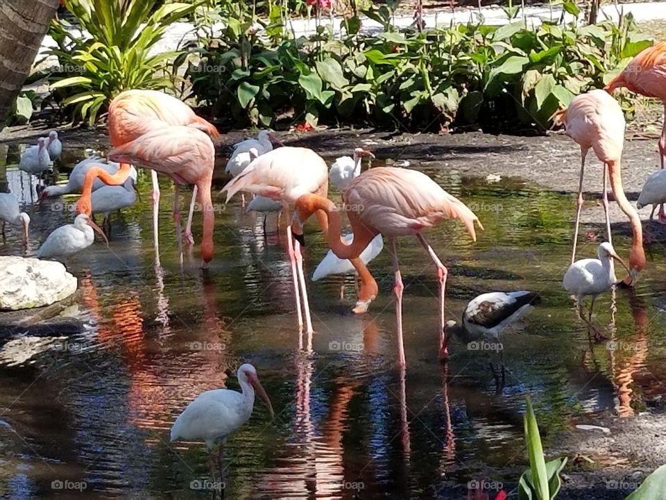 Flamingo and Ibis