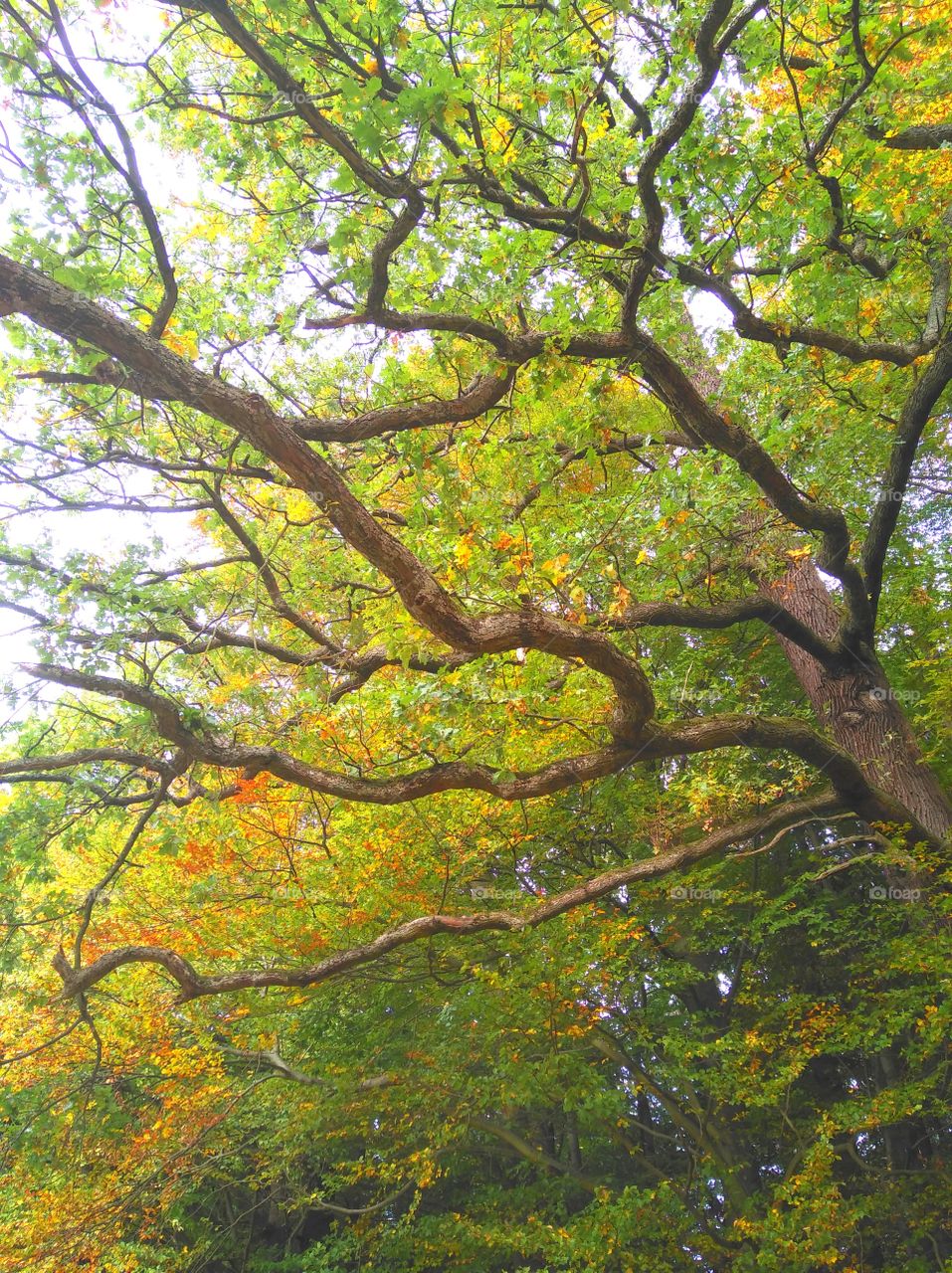 autumn tree