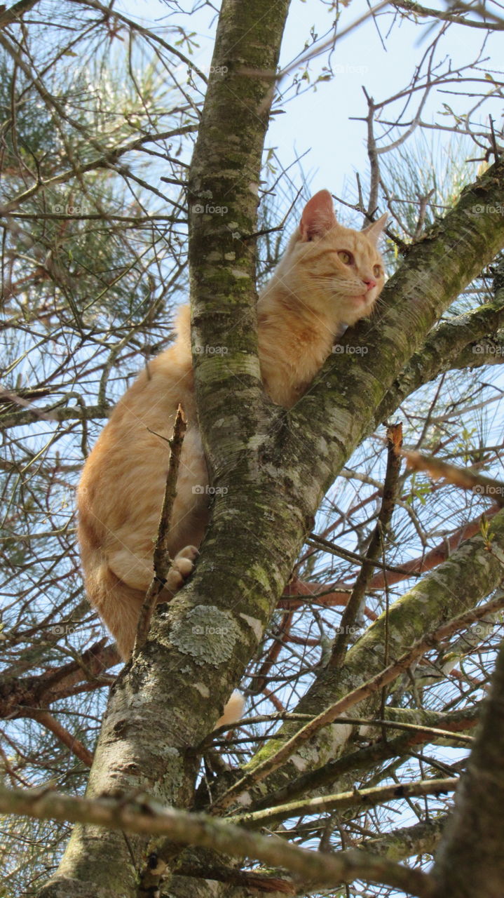 Orange tabby cat in a tree