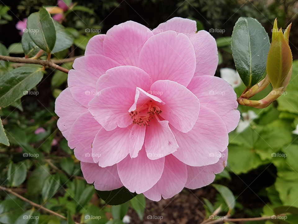 Pretty pink petals