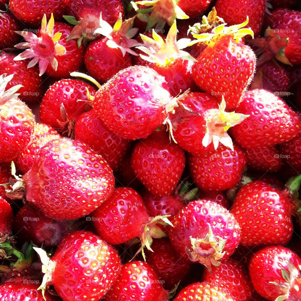 strawberries. My first pick of the season 