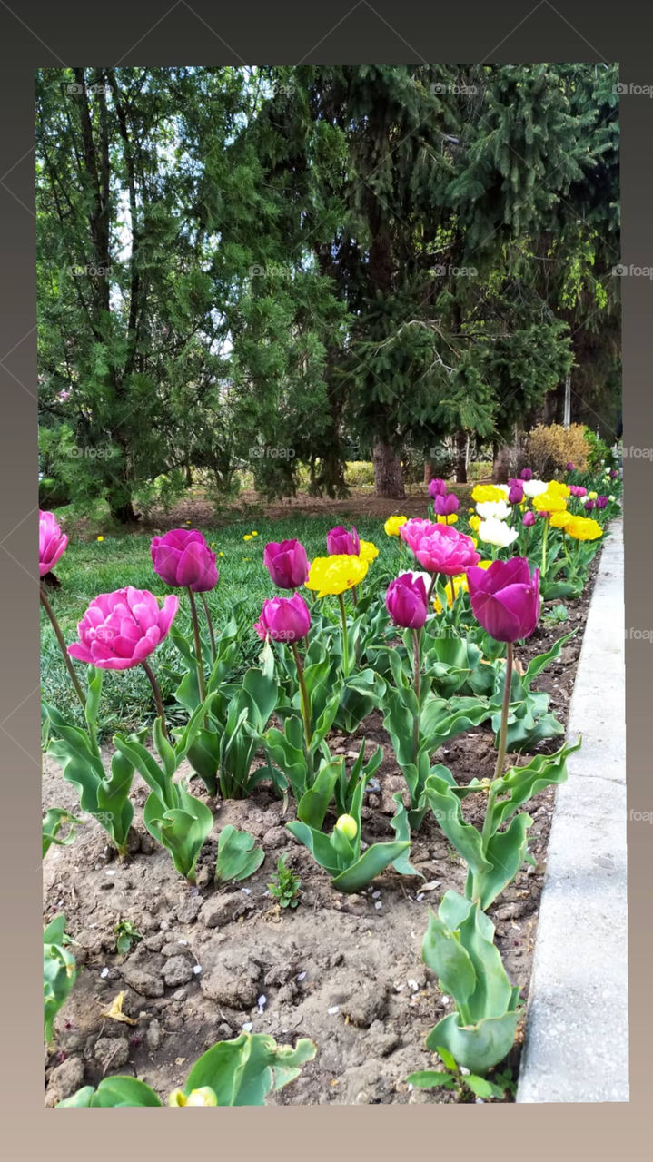Colourful flowers. I miss spring. Multicolored. 