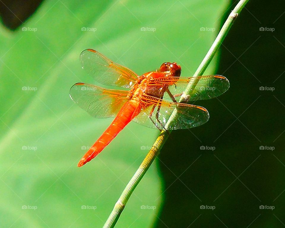 Orange dragonfly