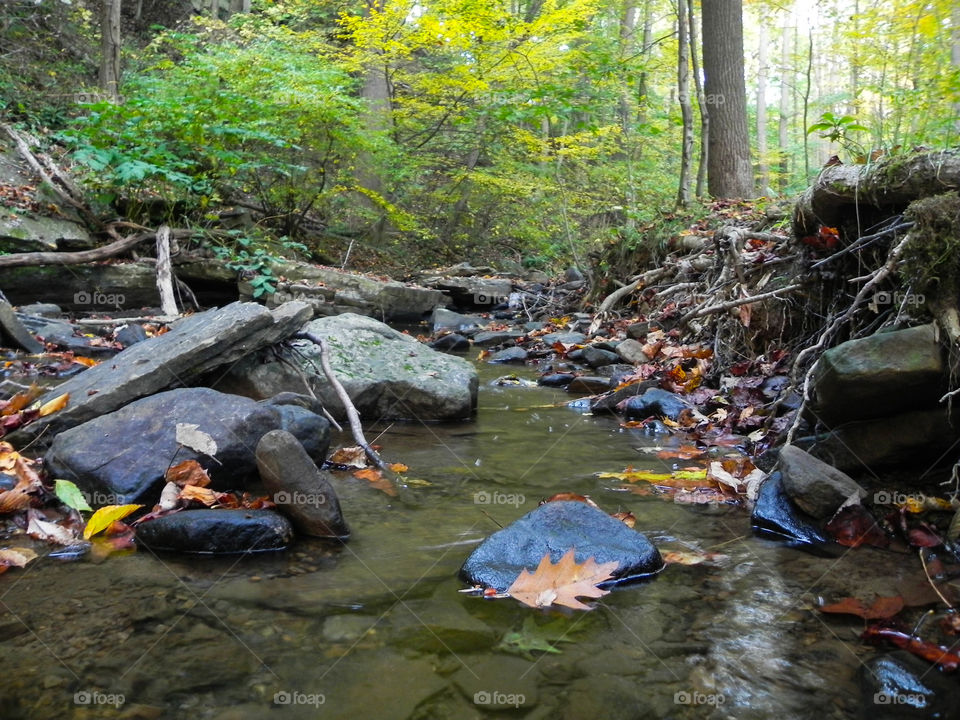 Leaves start to gather in a small creek