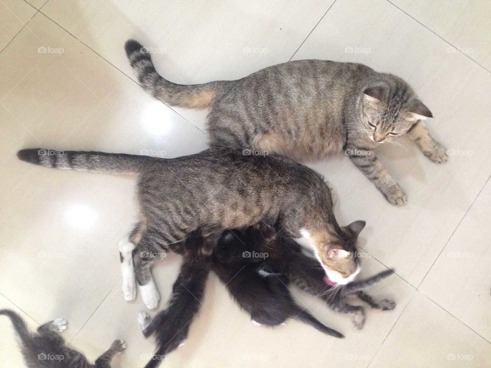 Lovely cat family