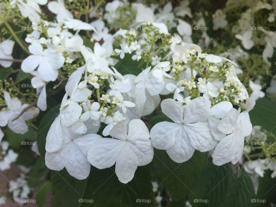 White flowers. White flowers