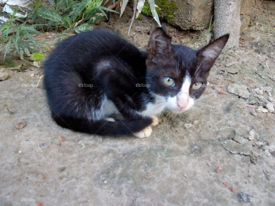 The cat is sitting silently.