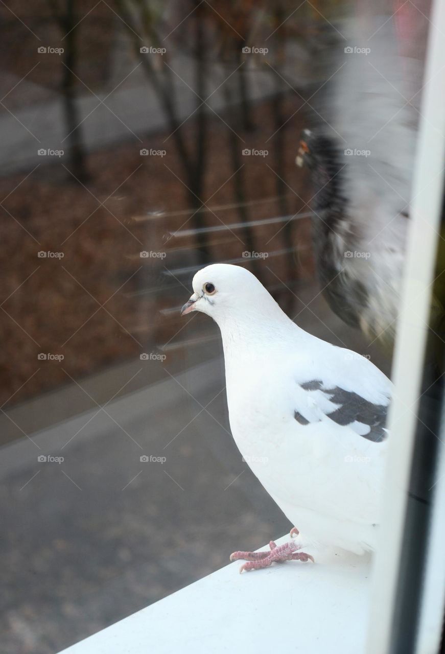 urban birds dove on a window sill street view