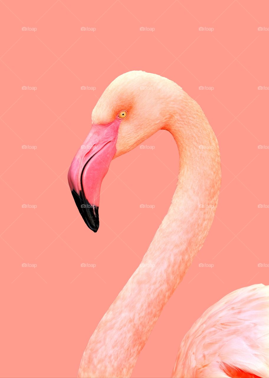 Wonderful Flamingo