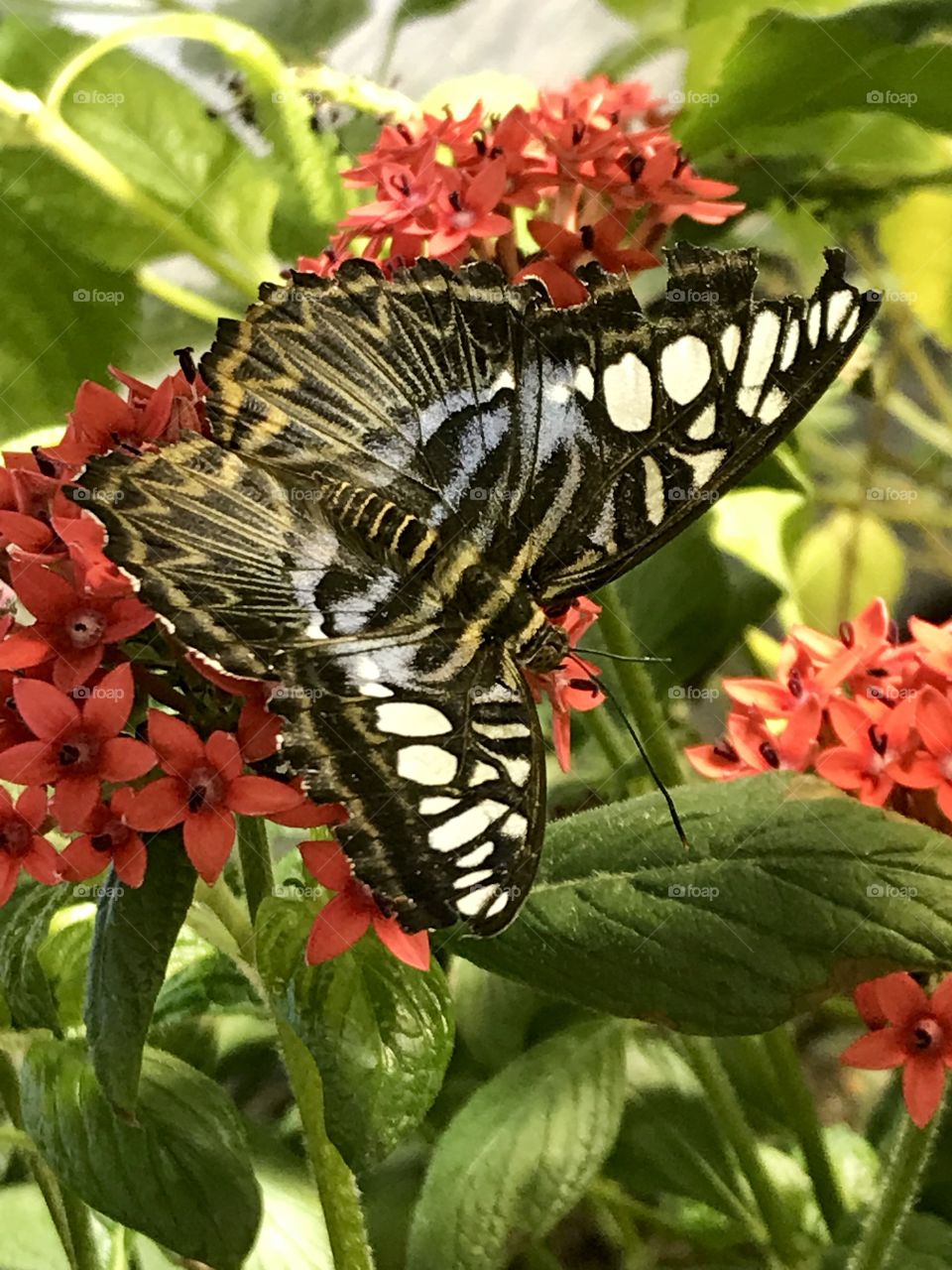 I love butterflies! I was struck by the beauty of the black and white wings set against the red flowers in this butterfly garden.