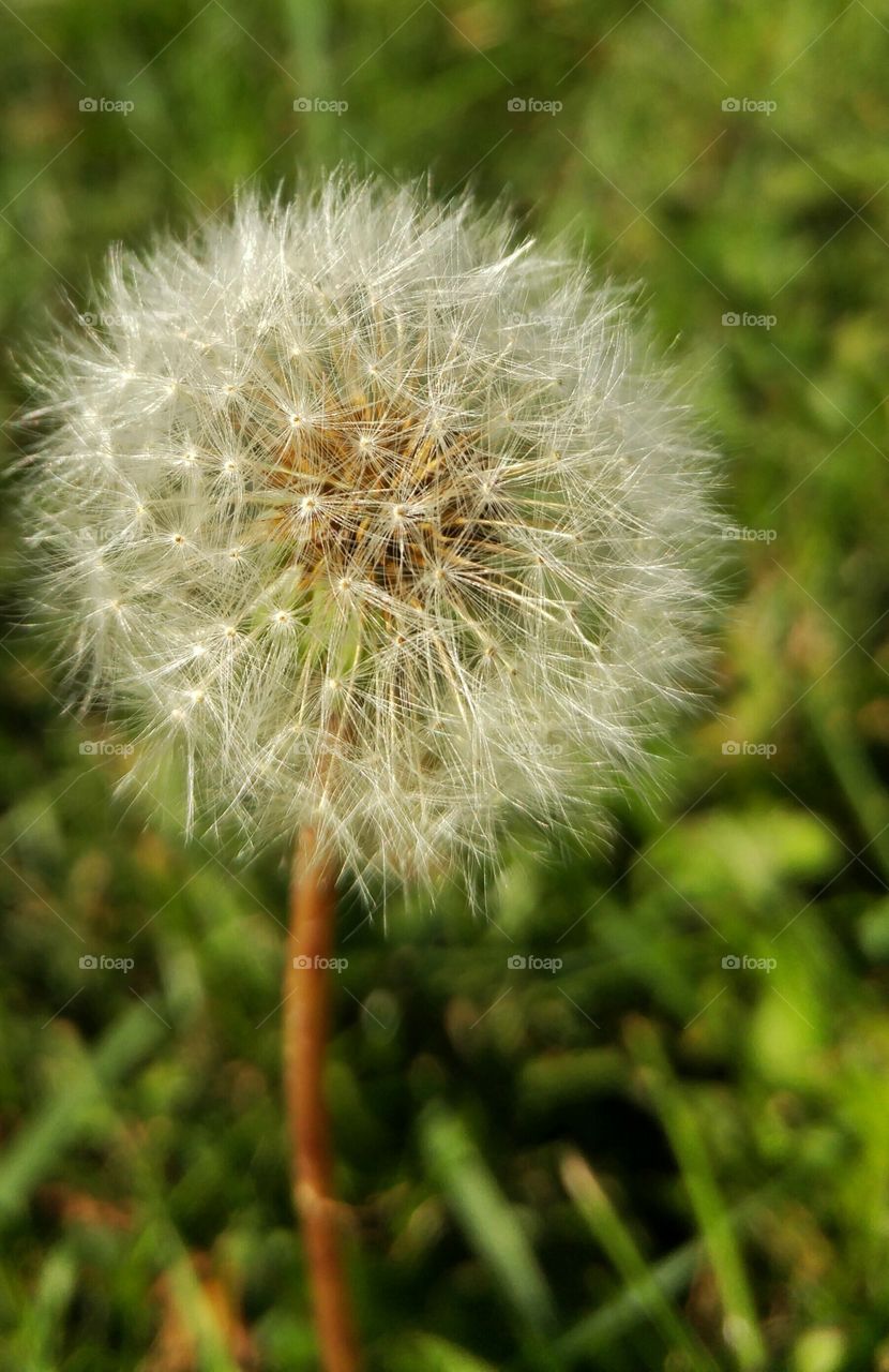 White dandelion
