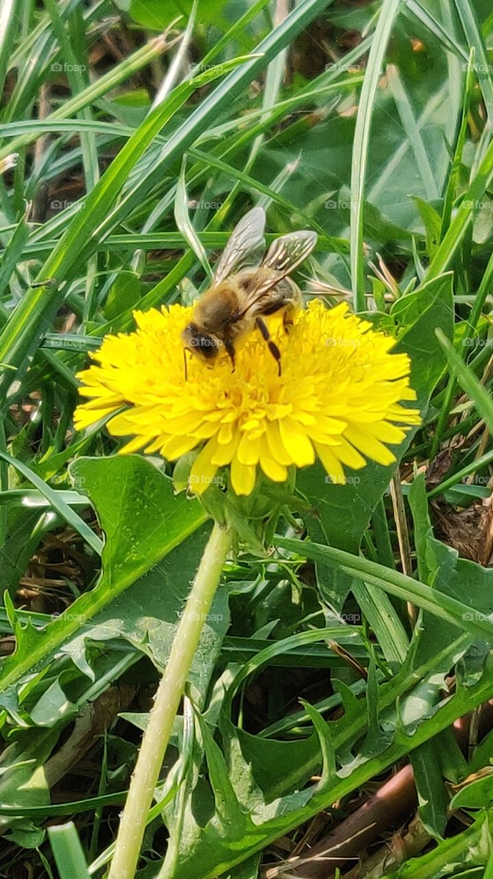 Honey bee on Dandelion
