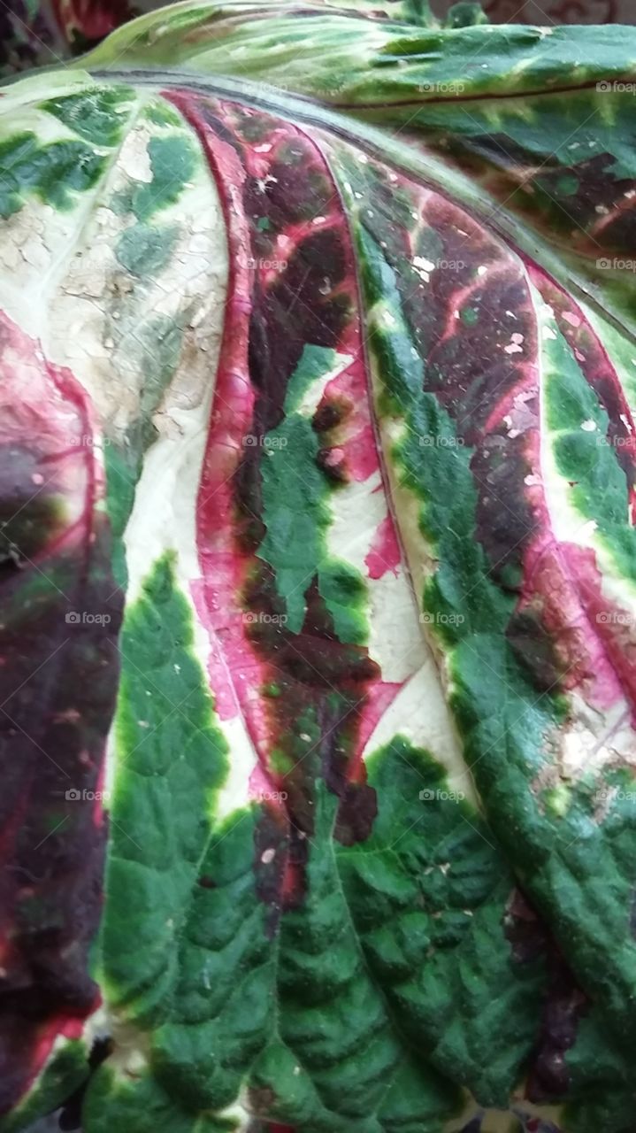 Red and Green Leaf