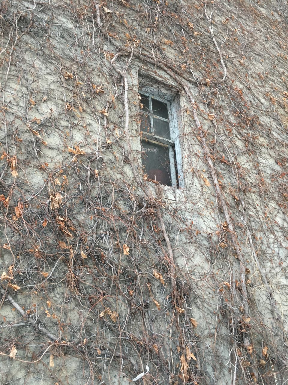 Ivy on building at BU